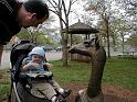 zoo-giraffe2